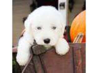 Old English Sheepdog Puppy for sale in Ligonier, PA, USA
