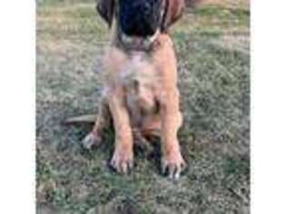 Mastiff Puppy for sale in New Park, PA, USA