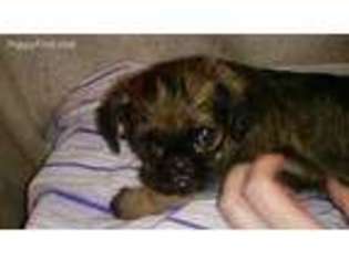 Brussels Griffon Puppy for sale in Cleveland, OH, USA