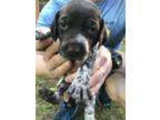 German Shorthaired Pointer Puppy for sale in Columbus, GA, USA