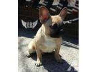 French Bulldog Puppy for sale in YONKERS, NY, USA