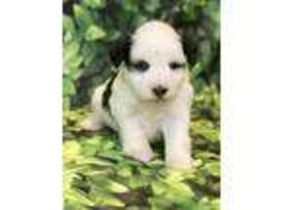 Mutt Puppy for sale in Kenner, LA, USA