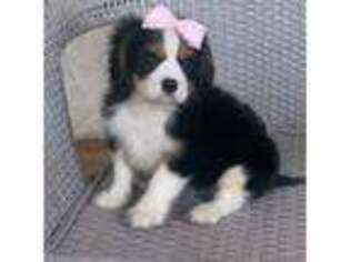 Cavalier King Charles Spaniel Puppy for sale in Thomasville, GA, USA