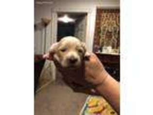 Dachshund Puppy for sale in Dallas, TX, USA