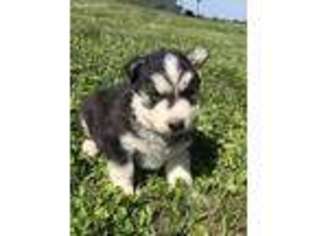 Siberian Husky Puppy for sale in Mayslick, KY, USA