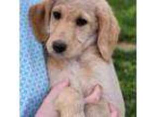 Labradoodle Puppy for sale in New Columbia, PA, USA
