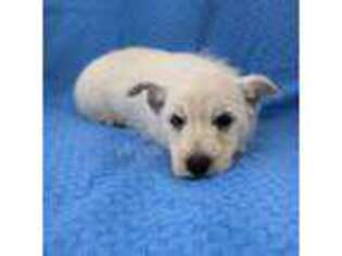 West Highland White Terrier Puppy for sale in Boyden, IA, USA