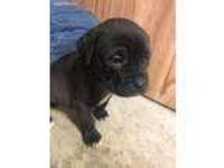 Cane Corso Puppy for sale in Kinsman, OH, USA