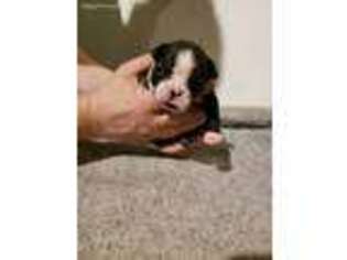 Boston Terrier Puppy for sale in El Dorado, KS, USA