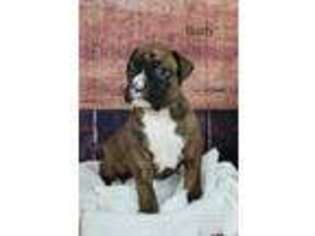 Boxer Puppy for sale in Middlebury, IN, USA