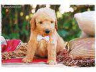 Goldendoodle Puppy for sale in Vandalia, MO, USA