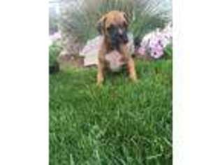 Boxer Puppy for sale in Millheim, PA, USA
