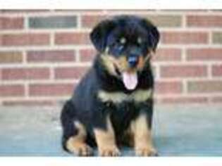 Rottweiler Puppy for sale in Westminster, SC, USA
