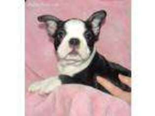 Boston Terrier Puppy for sale in Thompsontown, PA, USA