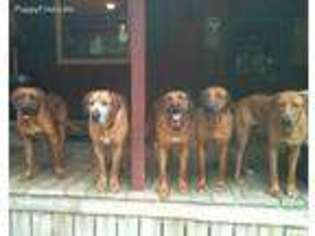 Rhodesian Ridgeback Puppy for sale in Cleveland, TX, USA