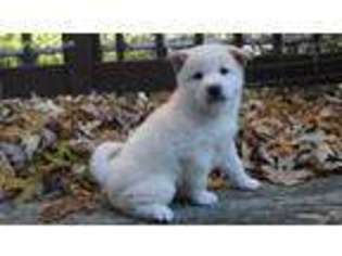 Shiba Inu Puppy for sale in Saint Louis, MO, USA