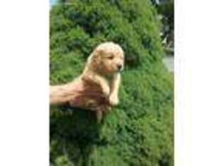 Golden Retriever Puppy for sale in Middletown, NY, USA
