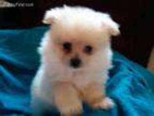 Pomeranian Puppy for sale in Loxley, AL, USA