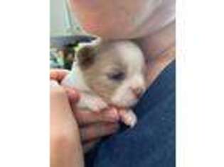 Chihuahua Puppy for sale in North Brookfield, MA, USA