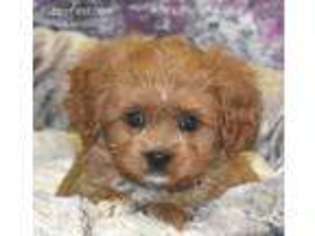 Cavapoo Puppy for sale in Northwood, NH, USA