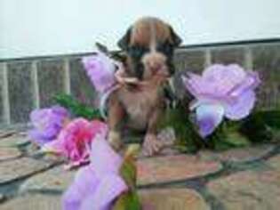 Boxer Puppy for sale in South Whitley, IN, USA