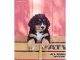 Bernese Mountain Dog Puppy for sale in Kokomo, IN, USA