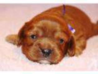 Cavalier King Charles Spaniel Puppy for sale in WINCHESTER, CA, USA