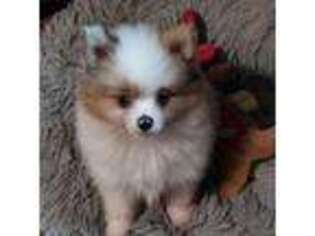 Pomeranian Puppy for sale in Woonsocket, RI, USA