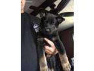 German Shepherd Dog Puppy for sale in Cream Ridge, NJ, USA