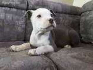Medium Photo #1 Mutt Puppy For Sale in El Paso, TX, USA