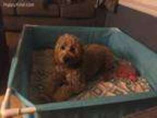Goldendoodle Puppy for sale in Washington, IL, USA