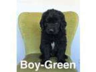 Newfoundland Puppy for sale in Milford, UT, USA