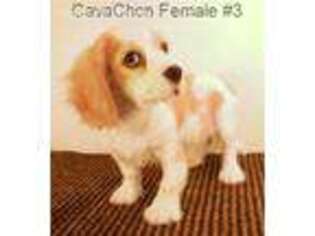 Cavachon Puppy for sale in Gordonsville, TN, USA