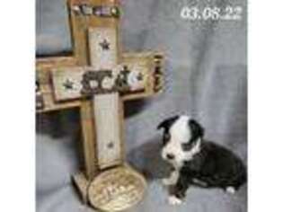 Miniature Australian Shepherd Puppy for sale in Memphis, TN, USA