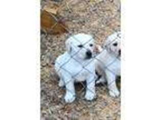 Labrador Retriever Puppy for sale in Godwin, NC, USA