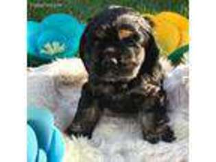 Cocker Spaniel Puppy for sale in Fairfield, CA, USA