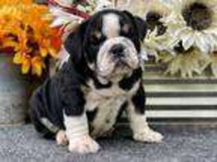 Bulldog Puppy for sale in Stephens City, VA, USA