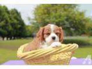 Cavalier King Charles Spaniel Puppy for sale in POPLAR BLUFF, MO, USA