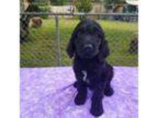 Goldendoodle Puppy for sale in Augusta, GA, USA