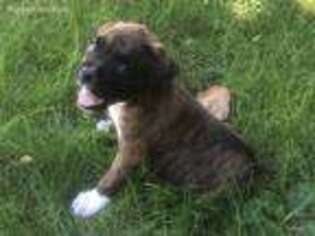 Boxer Puppy for sale in Sylmar, CA, USA