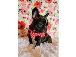 French Bulldog Puppy for sale in Florence, TX, USA