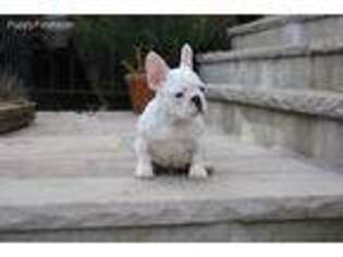 French Bulldog Puppy for sale in Yonkers, NY, USA