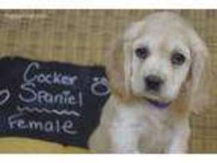 Cocker Spaniel Puppy for sale in Minocqua, WI, USA