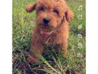 Goldendoodle Puppy for sale in Mims, FL, USA