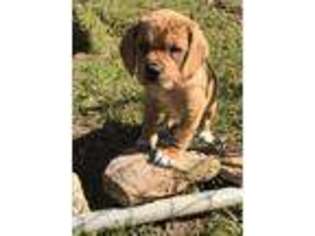 Puggle Puppy for sale in Mansfield, MO, USA