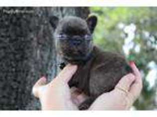 French Bulldog Puppy for sale in Thorndale, TX, USA