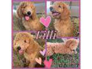 Goldendoodle Puppy for sale in Kempner, TX, USA