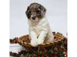 Mutt Puppy for sale in Beresford, SD, USA