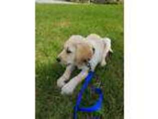 Labrador Retriever Puppy for sale in Alpharetta, GA, USA