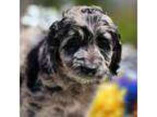 Newfoundland Puppy for sale in Scottsville, VA, USA